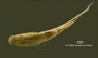Pimelodella griffini FMNH 57974 holo v